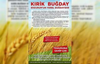 Ilıcalı’dan Kırik buğday üretiminin yaygınlaştırılması...