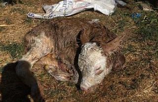 İnek, sezaryenle buzağısını doğurdu