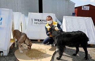 İpekyolu Belediyesi atık malzemelerden sokak hayvanları...