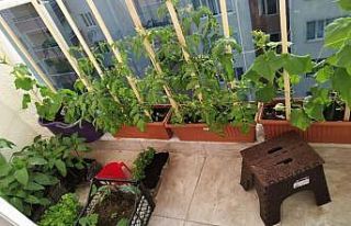 İpekyolu Belediyesinden balkonda sebze yetiştiren...