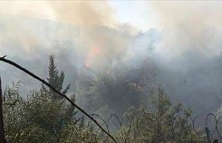 İskenderun’da orman yangını çıktı