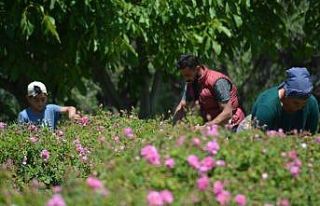 Isparta’da gül çiçeği taban fiyatı açıklandı