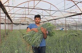 Isparta’nın karanfilleri Avrupa’yı renklendiriyor