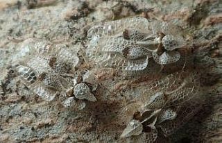 Istrancalarda Dantel Böceği istilası, meşe ormanlarını...