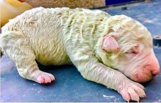 İtalya’da bir köpek 5 yavrusundan birini yeşil...