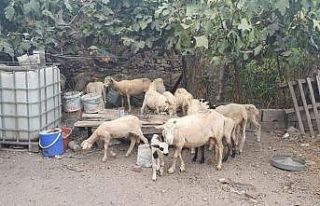 Itfaiye ekipleri hayvanları son anda kurtardı