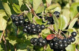 İzmit Belediyesi “Süper meyve” aronya yetiştirecek