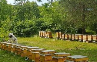 İzmit Belediyesinden arıcılık eğitimi