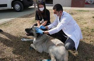 İzmit Belediyesi’nden sokak hayvanlarına yerinde...