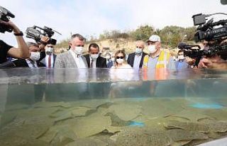 İzmit Körfezi’ne yüzlerce kalkan ve levrek salındı