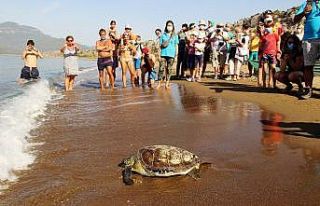 İztuzu sahilinde rekor yuva