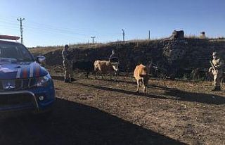 Jandarma çalınan hayvanları sahiplerine teslim...