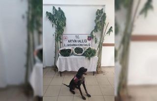 Jandarmadan uyuşturucu operasyonu