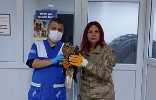 Jandarmanın kurtardığı kartal tedavi altına alındı
