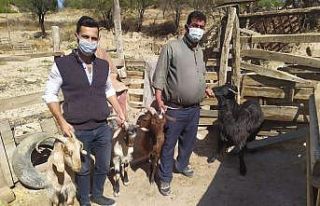 JASAT’ın dikkati çalınan keçileri sosyal medyada...