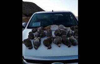 Kaçak keklik avlayanlara ceza