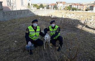 Kafası pet şişeye sıkışan köpeğin imdadına...