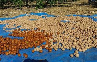 Kahramanmaraş’ta ceviz bahçesinde hasat şenliği