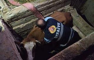 Kanalizasyon çukuruna düşen inek kurtarıldı