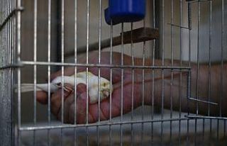 Kanaryalarına hastalık geldi, 80 kuşu telef oldu
