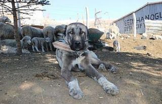 Kangal köpeğinin yürek ısıtan görüntüsü
