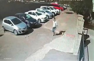 Kapkaç mağduru kadın kovaladı polis yakaladı