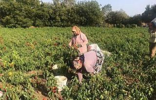 Kapya biber çiftçiyi yaktı...Tonlarcası tarlada...