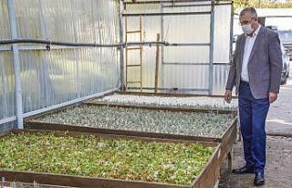 Karacabey’de tıbbi ve aromatik bitki üretimleriyle...