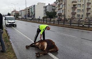 Karayoluna çıkan büyükbaş hayvan kazaya yol açtı