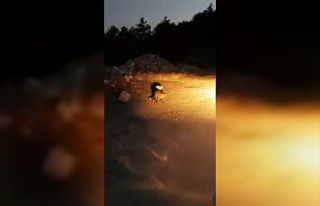 Karşısına çıkan tilkiyi ekmekle besledi