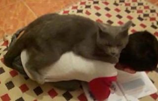 Kars’ta kedi ve çocuğun dostluğu kamerada