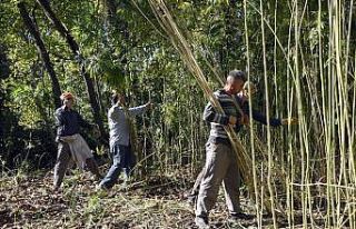 Kastamonu’da 36 dekar alanda kenevirin sökümüne...