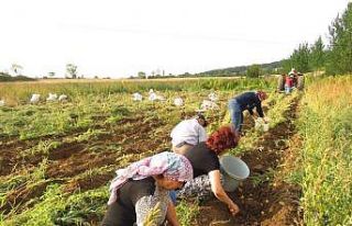 Kastamonu’da patates hasadı tamamlandı