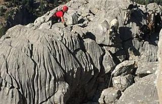 Kayalıklarda mahsur kalan keçileri jandarma kurtardı
