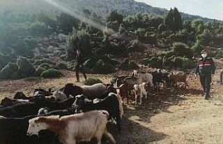 Kaybolan 38 küçükbaş hayvanı jandarma buldu