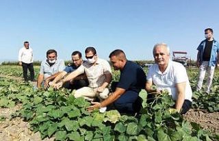 Kaymakamlar tarlada çiftçilerle hasat yaptı
