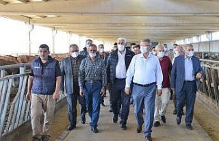 Kayseri Şeker, çiftçiye hayvancılık noktasında...