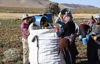Kayseri’de patates hasadı başladı