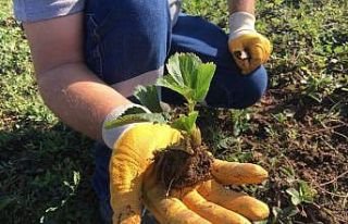 Kdz. Ereğli’de 2 bin 500 adet Osmanlı Çileği...