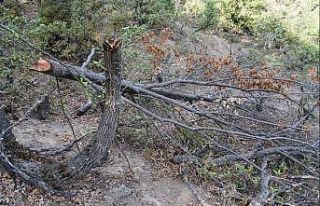 Keçilerine yedirmek için 34 meşe ağacını kesen...