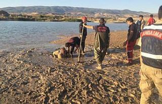 Keçisini kurtarmak isterken bataklığa saplandı