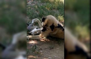 Kediyle köpeğin gülümseten dostluğu