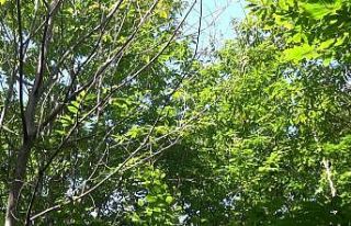 Kestane ağacından düşen adam hayatını kaybetti