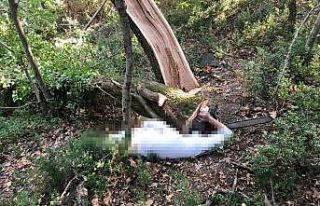 Kestiği ağacın altında kalan şahıs öldü