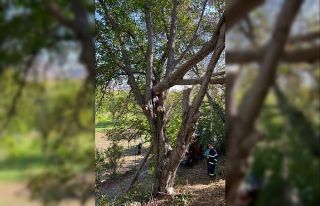 Kestiği ceviz ağacı az kalsın canına mal oluyordu