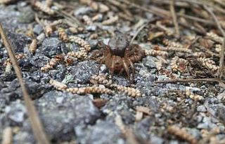 Kıbrıs’a özgü örümcek türü keşfedildi