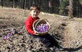 Kilosu 40 bin liradan satılan safranın hasadı başladı