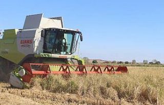 Kırklareli’de çeltik hasadı