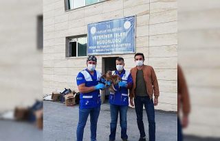 Kızıl şahin özgürlüğüne kavuştu