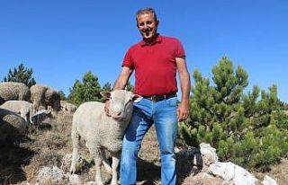 Koç gibi koç, tanesi 3 bin Euro